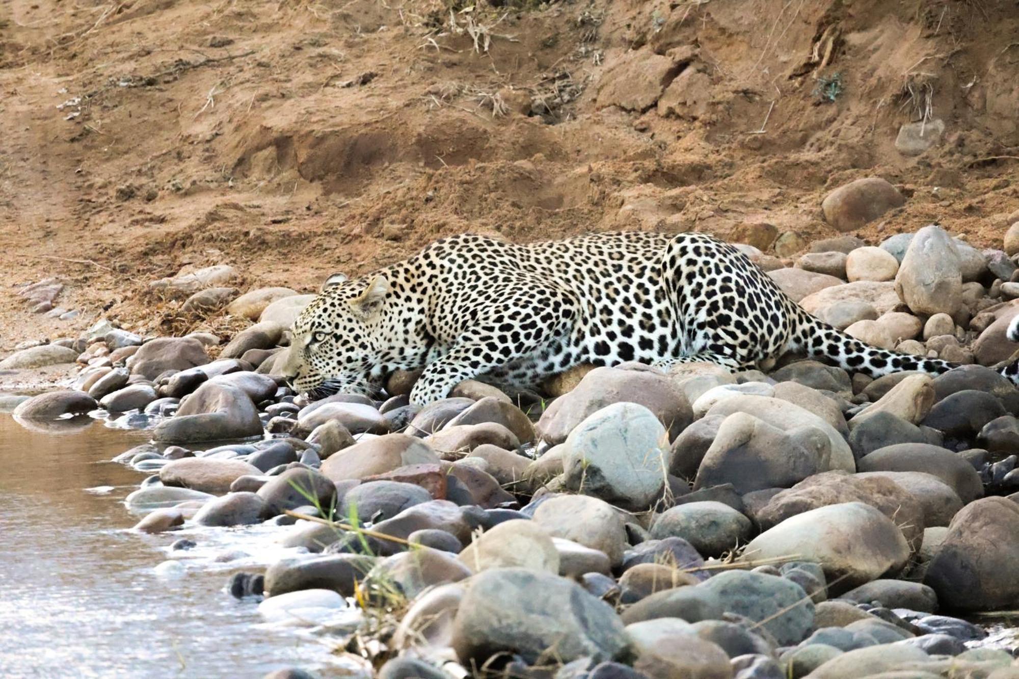 Hotel Karongwe Portfolio - Chisomo Safari Camp à Karongwe Game Reserve Extérieur photo