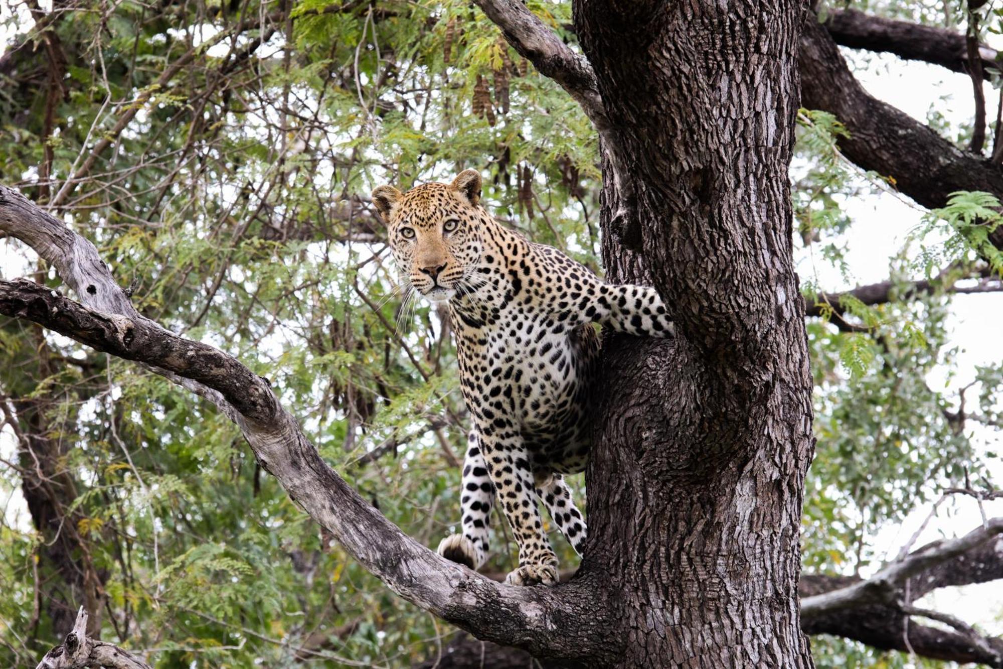 Hotel Karongwe Portfolio - Chisomo Safari Camp à Karongwe Game Reserve Extérieur photo